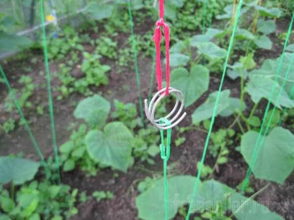 Кольца из проволоки для соединения садовой шпалеры