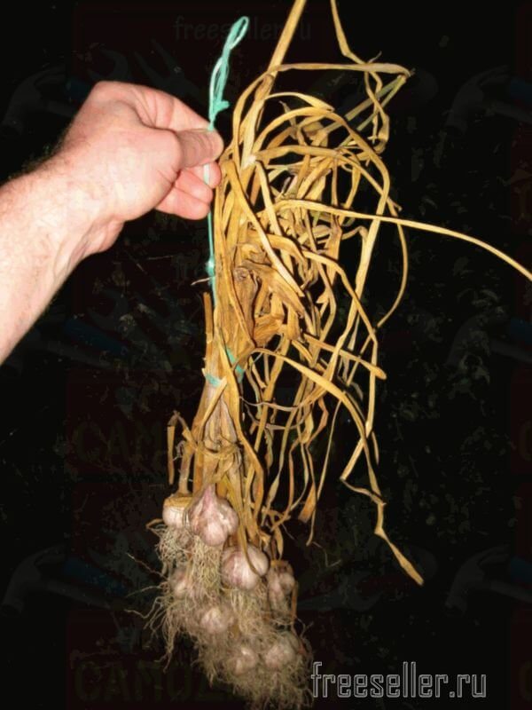 Подвешивание чеснока для сушки быстро и просто