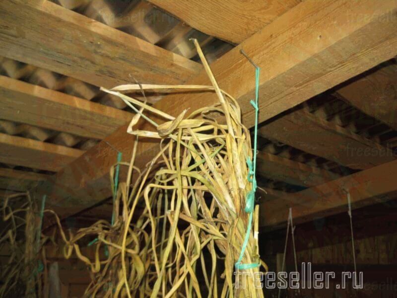 Подвешивание чеснока для сушки быстро и просто