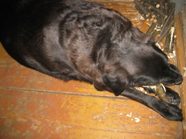 Измельчитель срезанных садовых веток в одну собачью силу