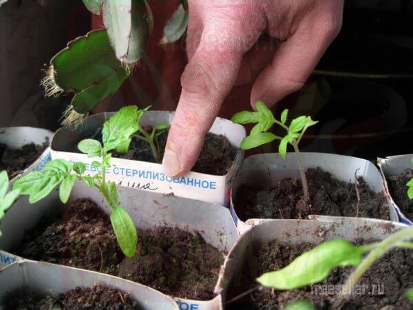 Контейнеры под рассаду из коробок от сока